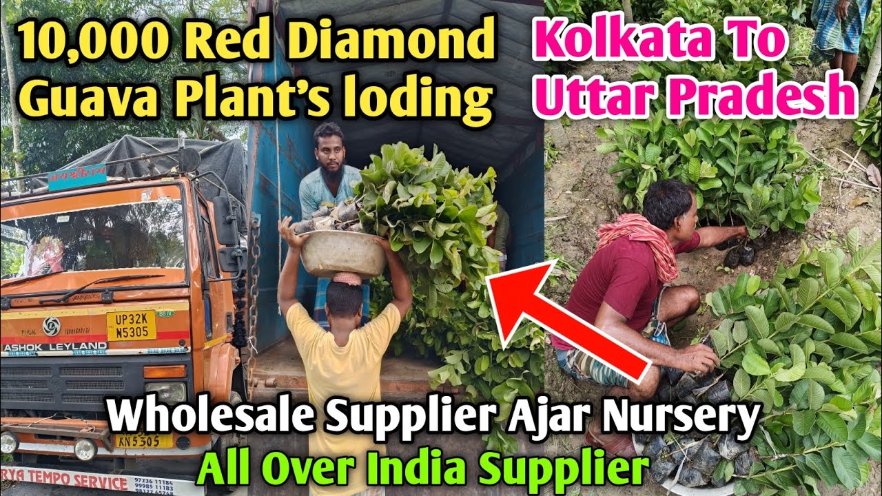 10,000 Red Diamond Guava Plant Farming India Uttar Pradesh Plantation successful amrud ki kheti
