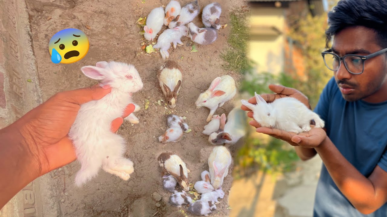 Baby Rabbit 😭😭😭