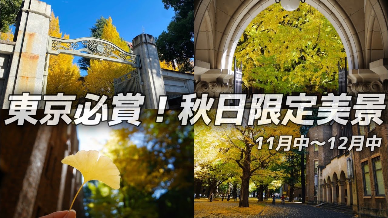 【東京散策 】🍁東京大學銀杏大道/秋冬必賞美景/夢幻銀杏雨/名建築巡禮