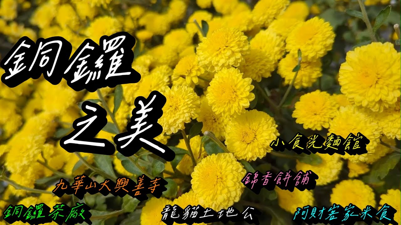 2025銅鑼杭菊美食景點輕旅行：菊內人杭菊會場/寶哥農園杭菊/邱家古厝杭菊火車/秋美人農場杭菊/九華山大興善寺/銅鑼茶廠/小食光麵堂/錦香餅舖/龍貓土地公(11月系列十)