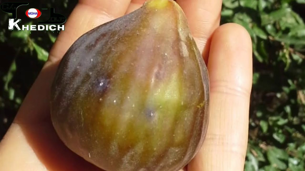Lbakor Amouguer Ait merghad Assoul Tinghir الباكور أموكر أيت مرغاد أسول تنغير