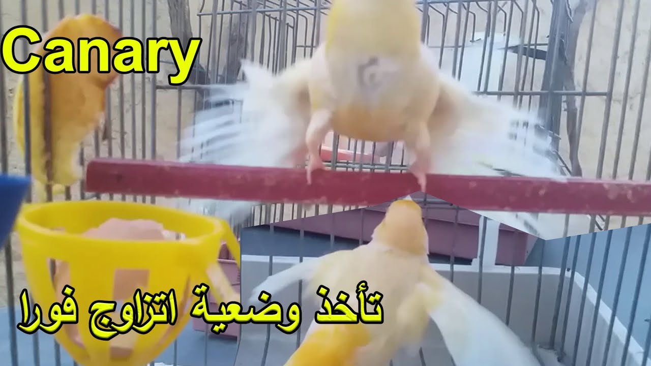أقوى تغريد يحفز الأنثى على التزاوج و تأخذ الوضعية للتلقيح مباشرتا   لن تندم عليه ابدا