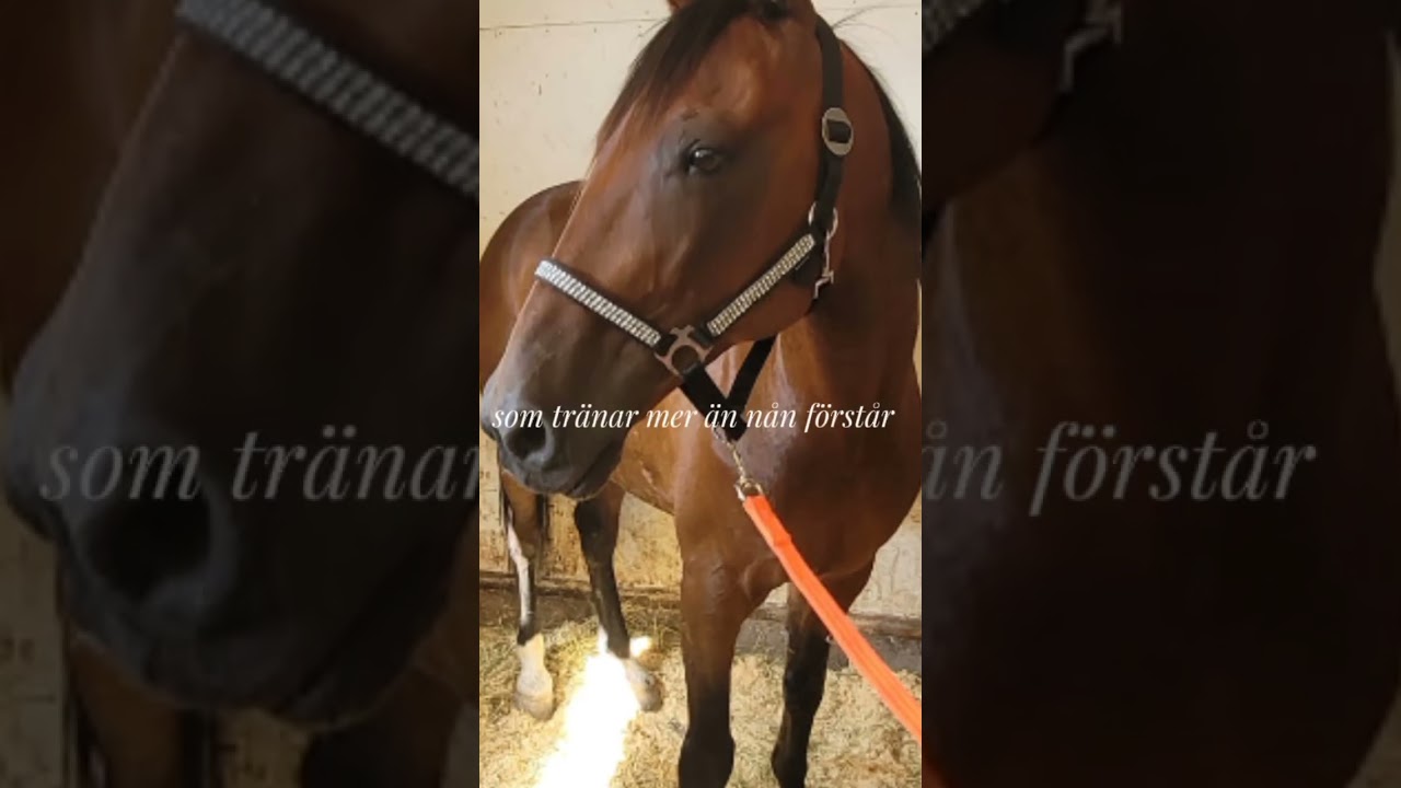 fail i sista videon #likeandsubscribe #horse #equestrian #train #tr&auml;na #ryttare #deadchannel #edit #