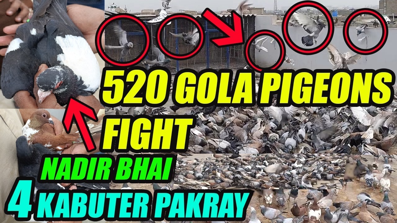 520+520 Gola Pigeons Fight Nadir Bhai VS Sabir Bhai 520 Gola Kabooter Larraya 4 Kabuter Pakray DAY-2