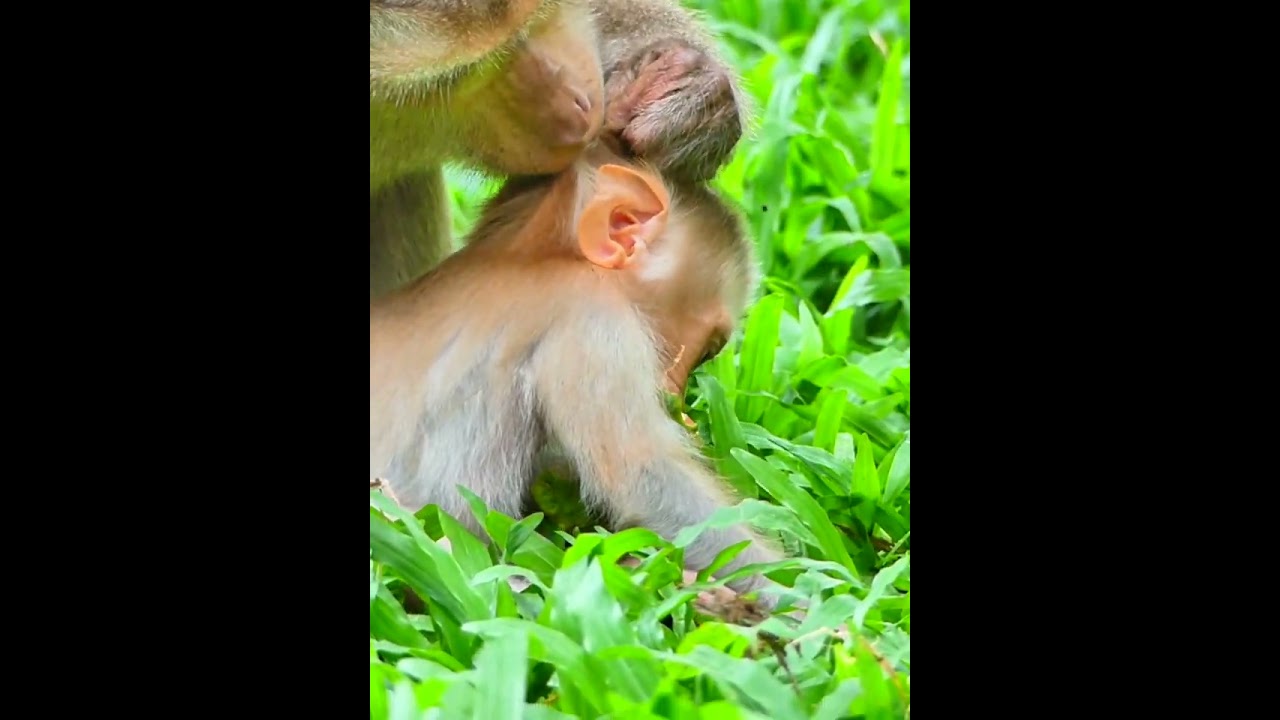 07-27-25 Monkey Discovery 012 