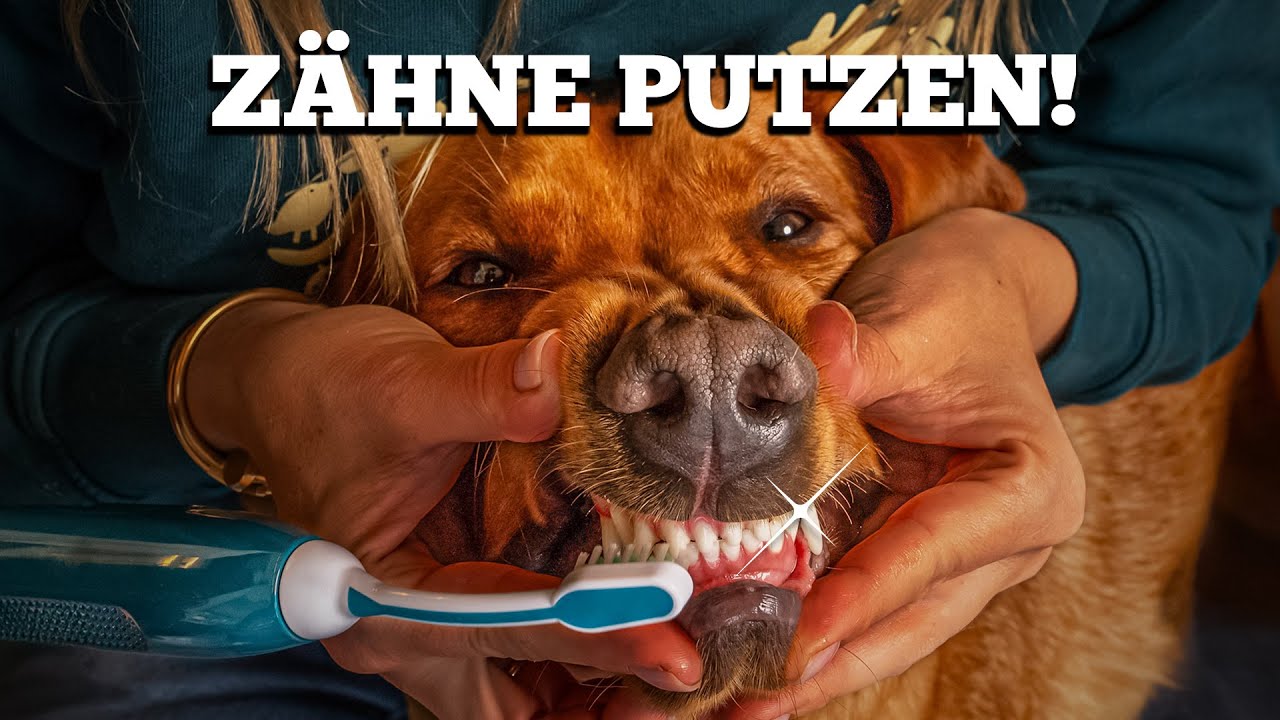 Zähne putzen beim Hund: Die besten Hacks für saubere Zähne 🦷