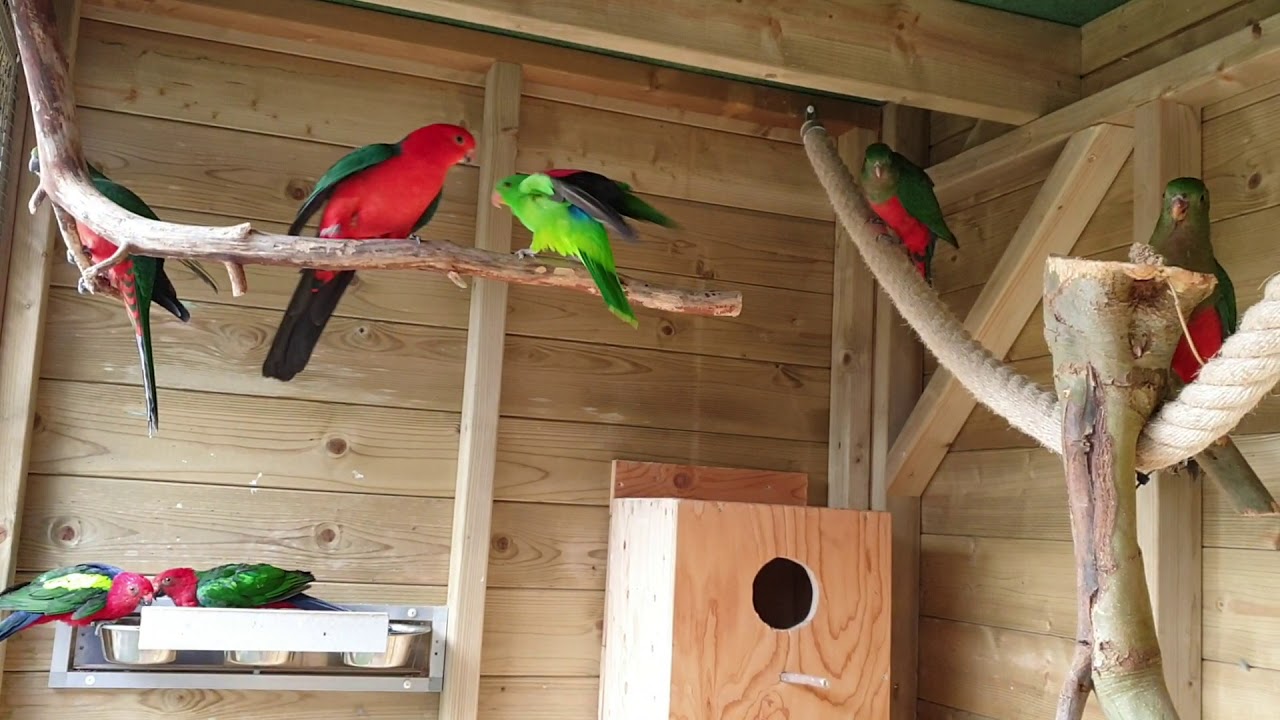 Koningsparkieten,roodvleugelparkiet