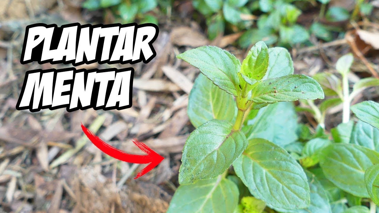 Como y Porque PLANTAR MENTA en el Huerto y Jardín | TRUCOS y CONSEJOS 🌿
