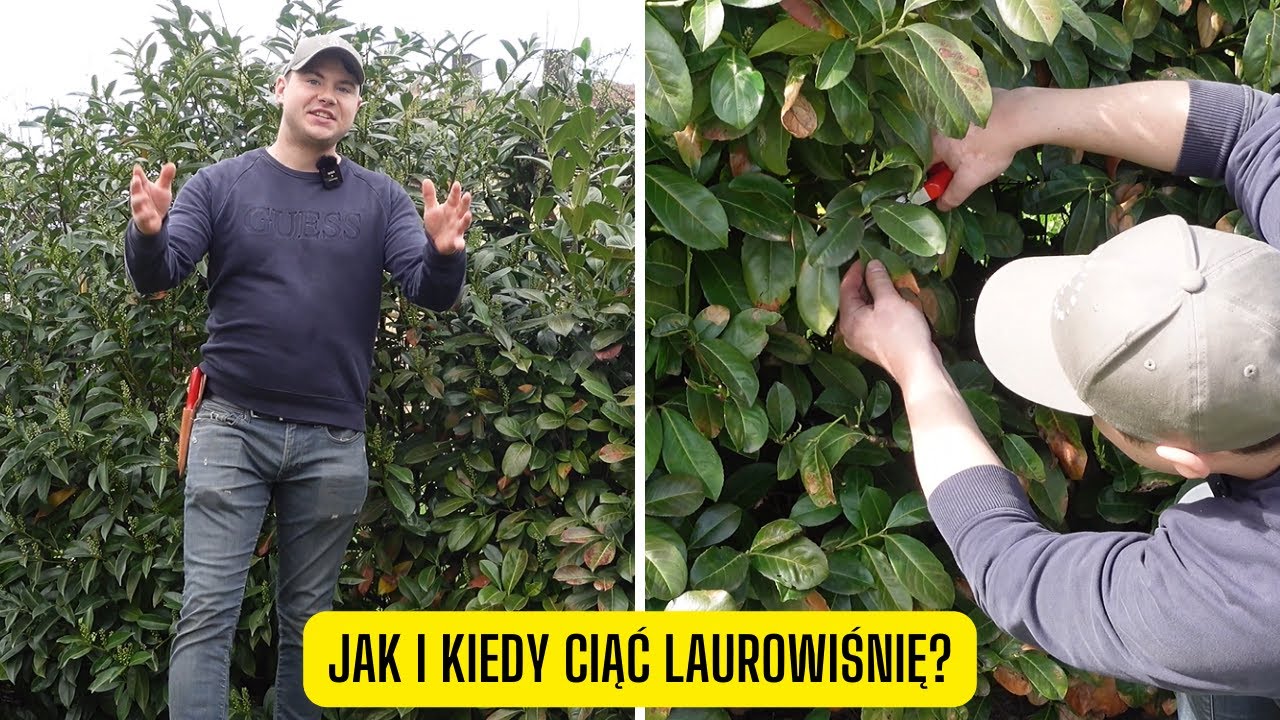 Jak i kiedy przycinać laurowiśnię? Przewodnik po cięciu żywopłotu z laurowiśni