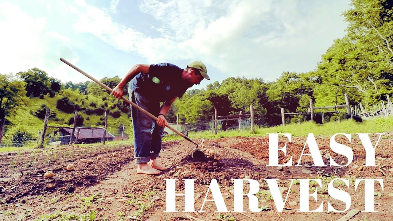 Do This For An EASY Potato Harvest
