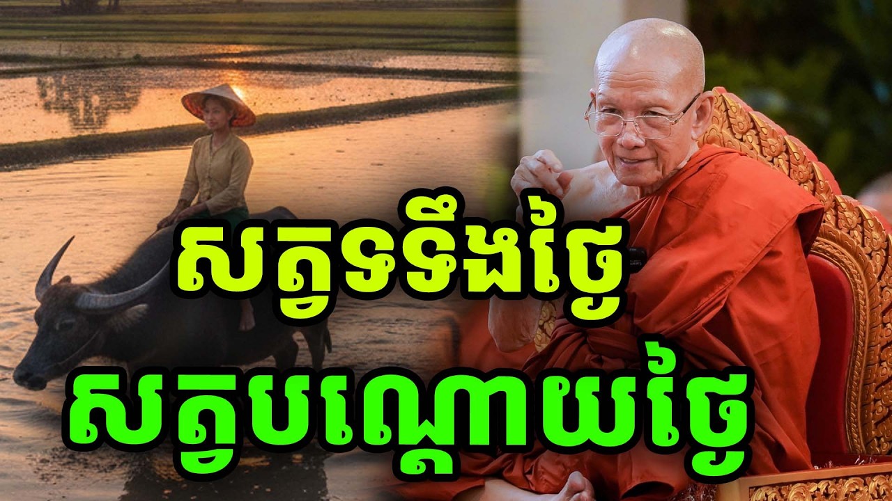 ច្បាស់ៗ! សត្វទទឹងថ្ងៃសត្វបណ្តោយថ្ងៃ ដោយសម្តេចពិន សែម ២០២៦