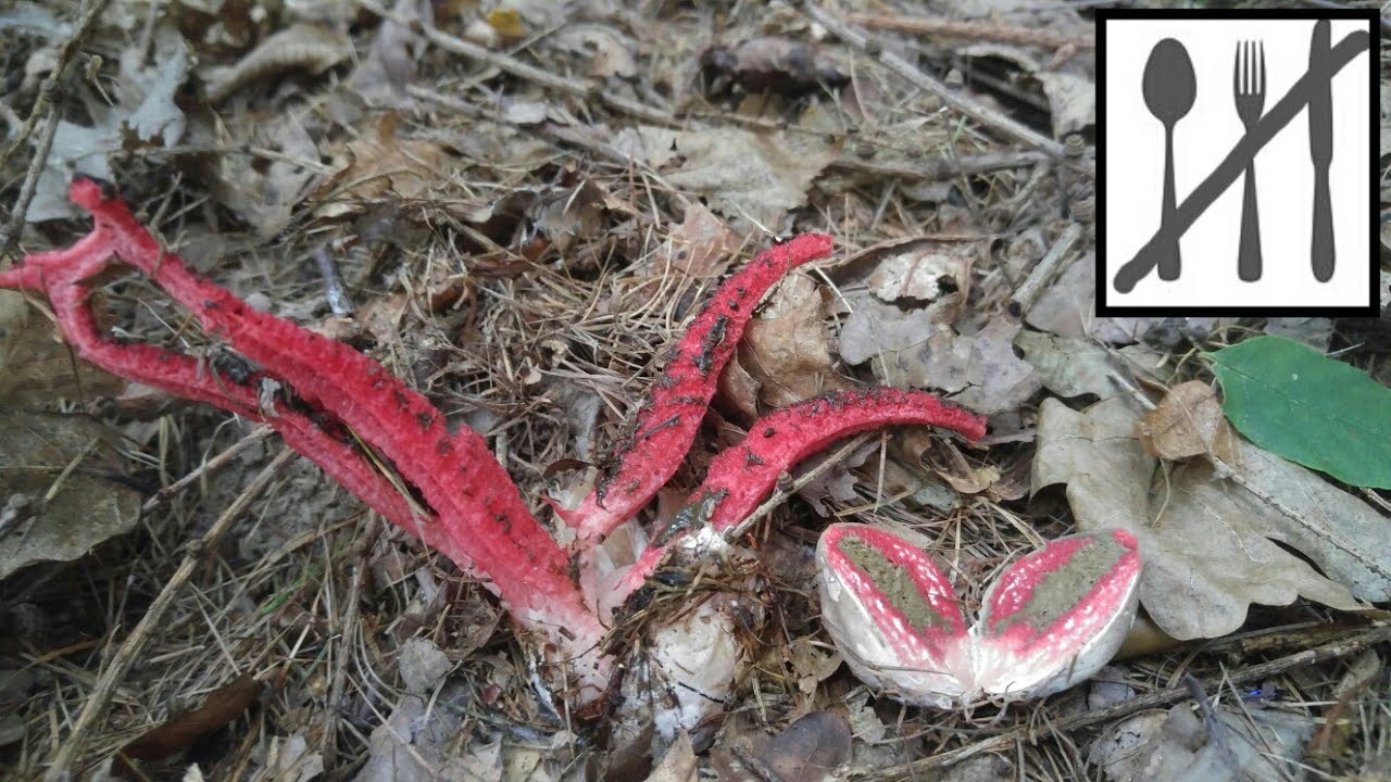 Okratek australijski, kwiatowiec australijski (Clathrus archeri)