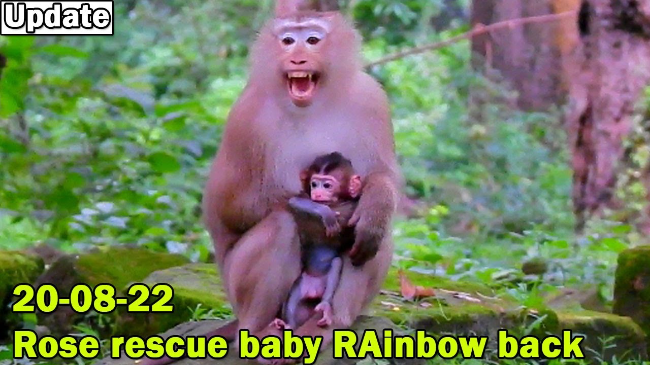 Hot news! Big congrats monkey Rose rescue her baby Rainbow back till success/ Rose cry comfort baby