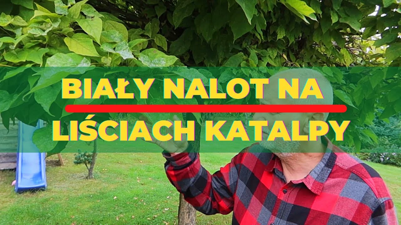 Biały nalot na liściach katalpy - czy to choroba?