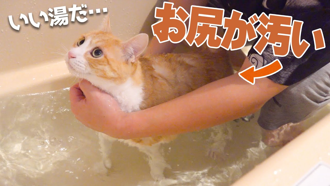 お尻が汚すぎる猫の尻をお風呂で徹底的に洗います