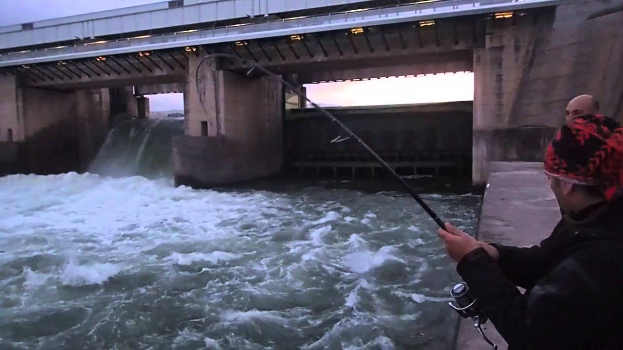 Goran Panic - Ebro 2015 - Big Catfish Lost in Action