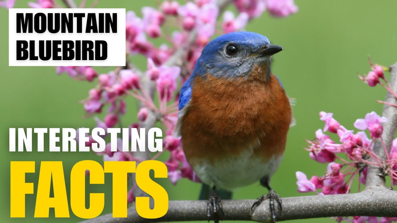 Exploring the Fascinating World of  Mountain Bluebird | Interesting Facts | The Beast World