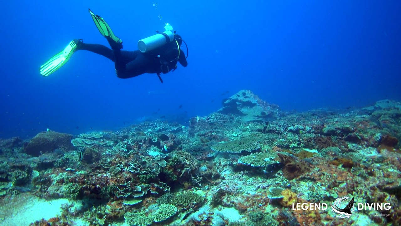 Best Bali diving spots - Mangrove point in Nusa Lembongan
