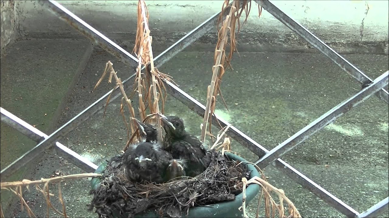 Die Amsel - Aufzucht