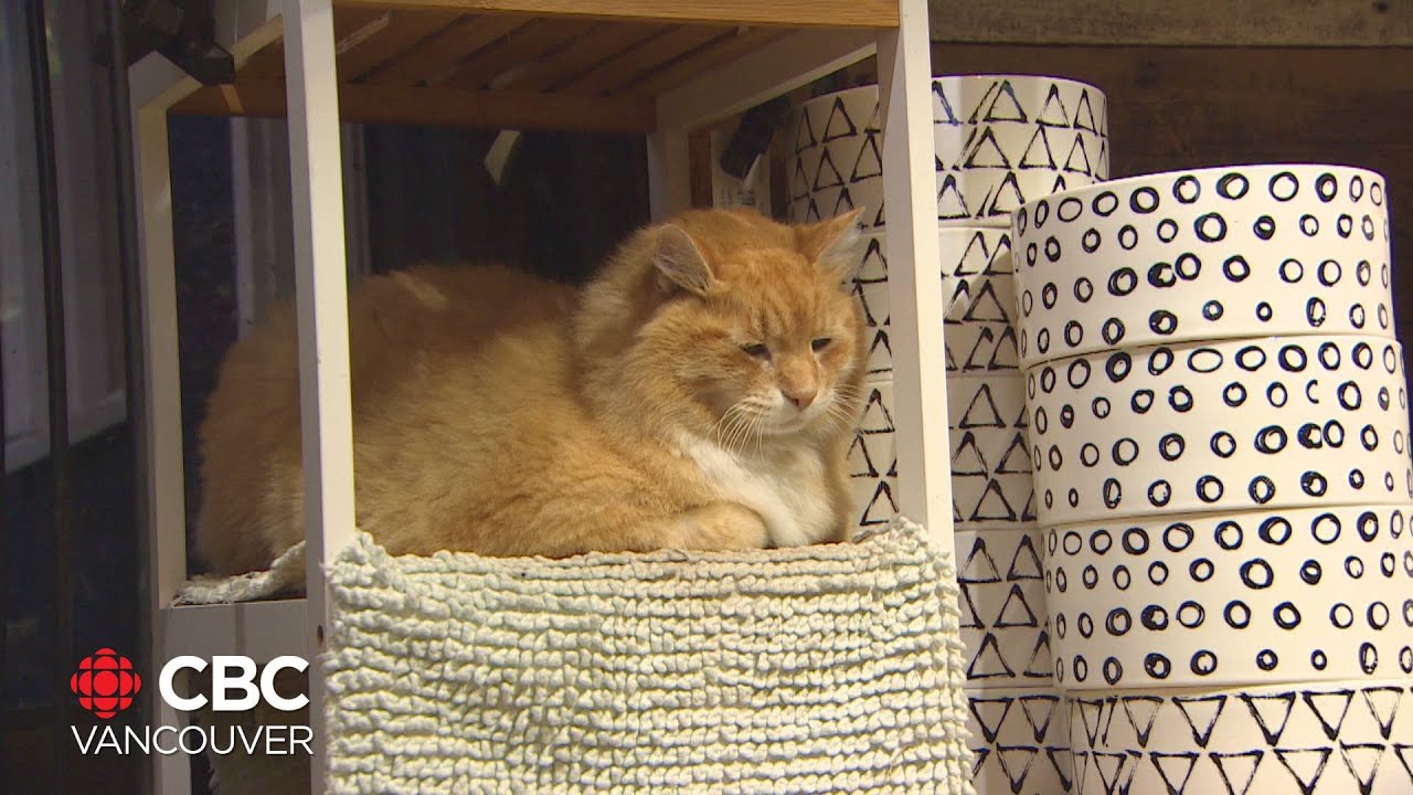 Meet the magnificent shop cats of Vancouver