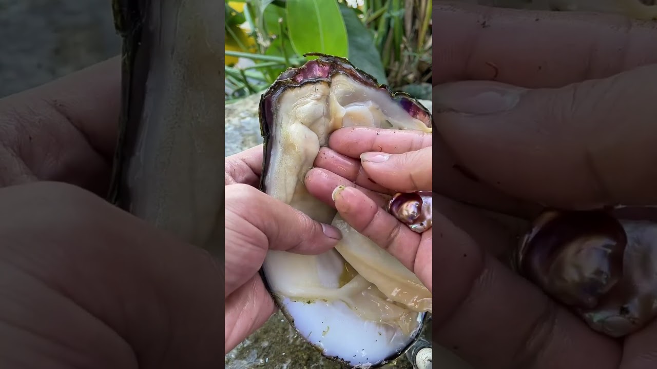 😲✨ The Mutant Pearl: A Crooked Clam Shell&rsquo;s Amazing Gift #pearl #clam #shell