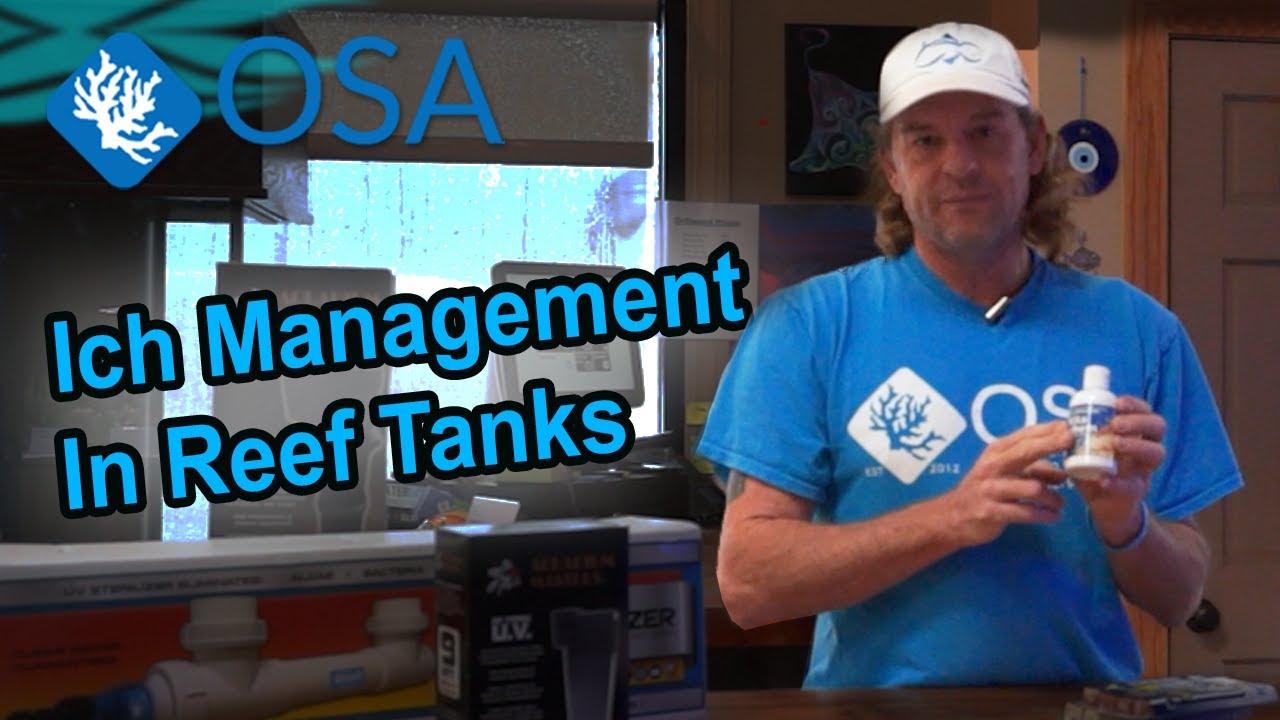 Ich Management in a Reef Tank