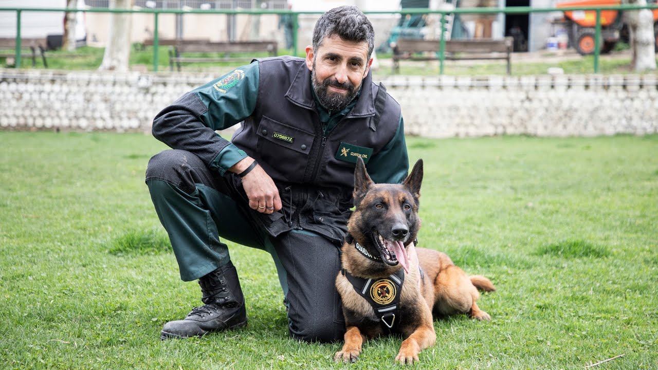 Escuela de perros polic&iacute;a: as&iacute; se construyen los h&eacute;roes de cuatro patas