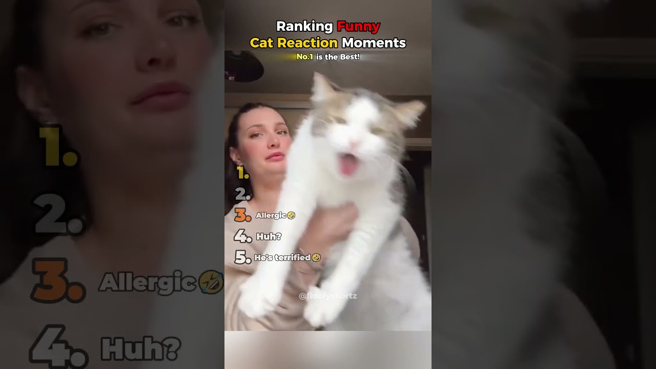 Рейтинг самых смешных моментов с реакциями кошек! 😹 #шорты