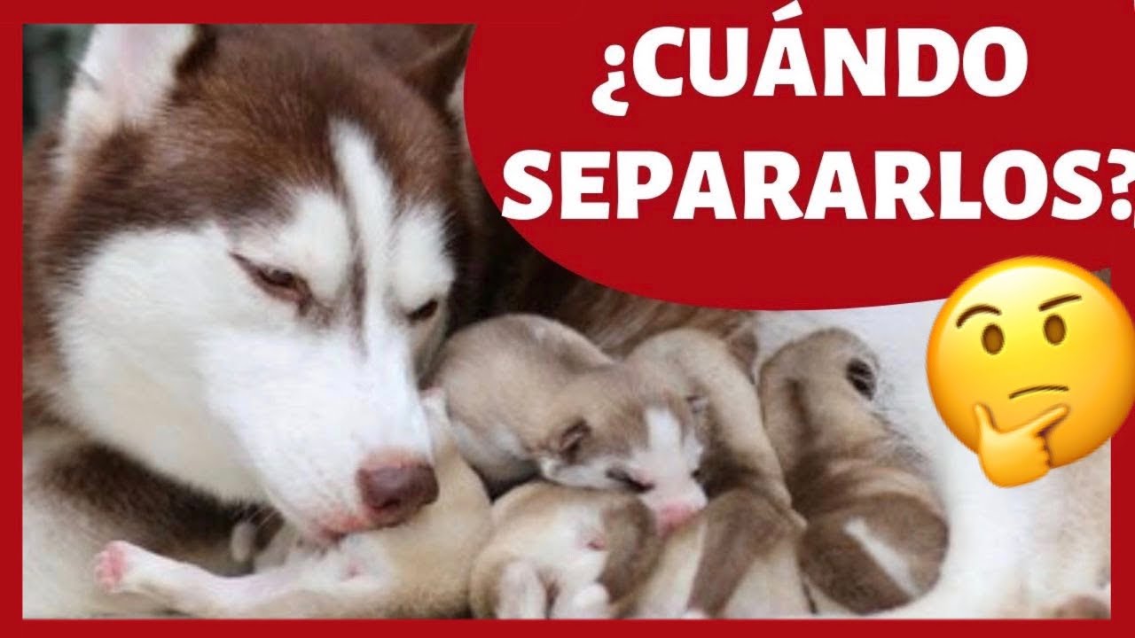 ¿Cuándo SEPARAR al CACHORRO de la MADRE? - 🛑(IMPORTANTE)🛑