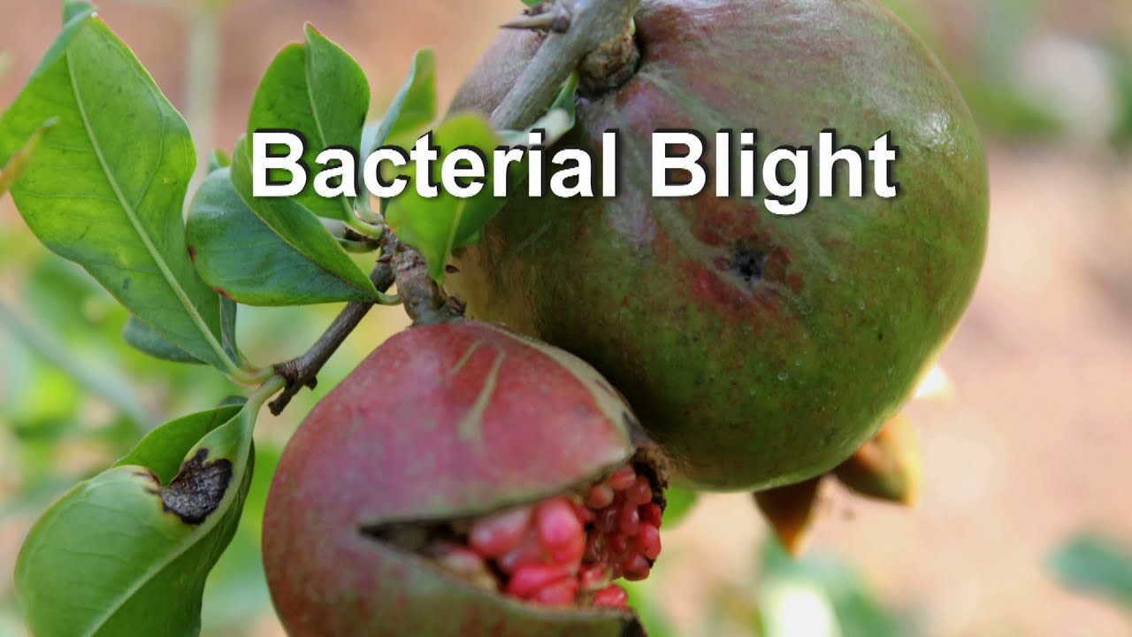Bacterial Blight of Pomegranate