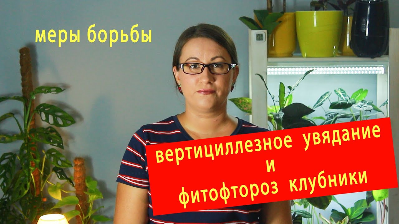 Вертициллезное увядание и фитофтороз клубники
