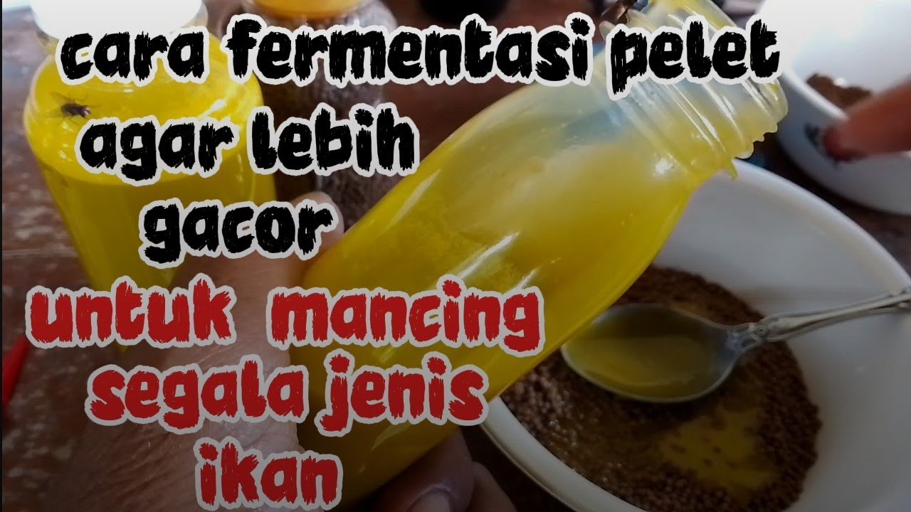 PLUNG NYUT... cara fermentasi pelet yg benar untuk mancing semua jenis ikan