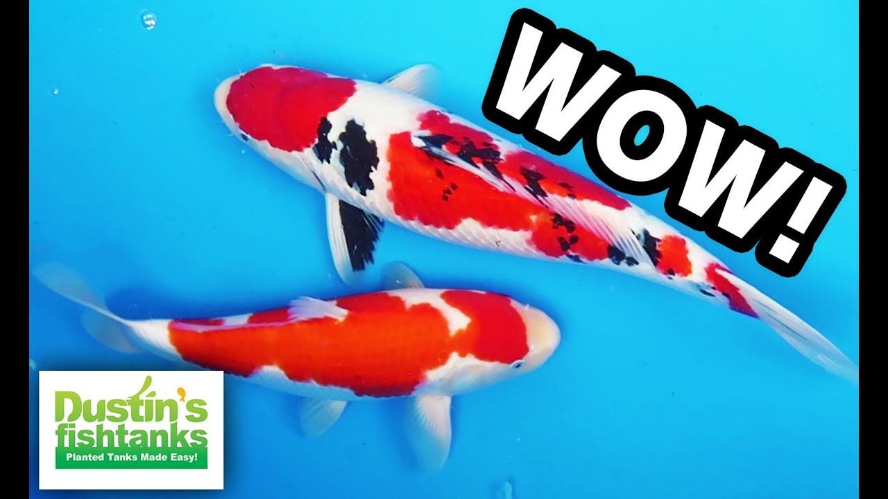 KOI FISH - INSANE MONSTER KOI SHOW