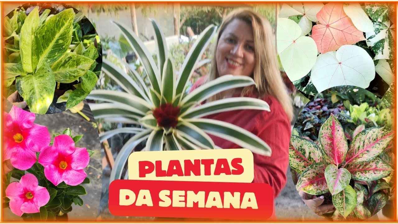 A maior quantidade de plantas que já trouxe - tem novidades muita beleza então