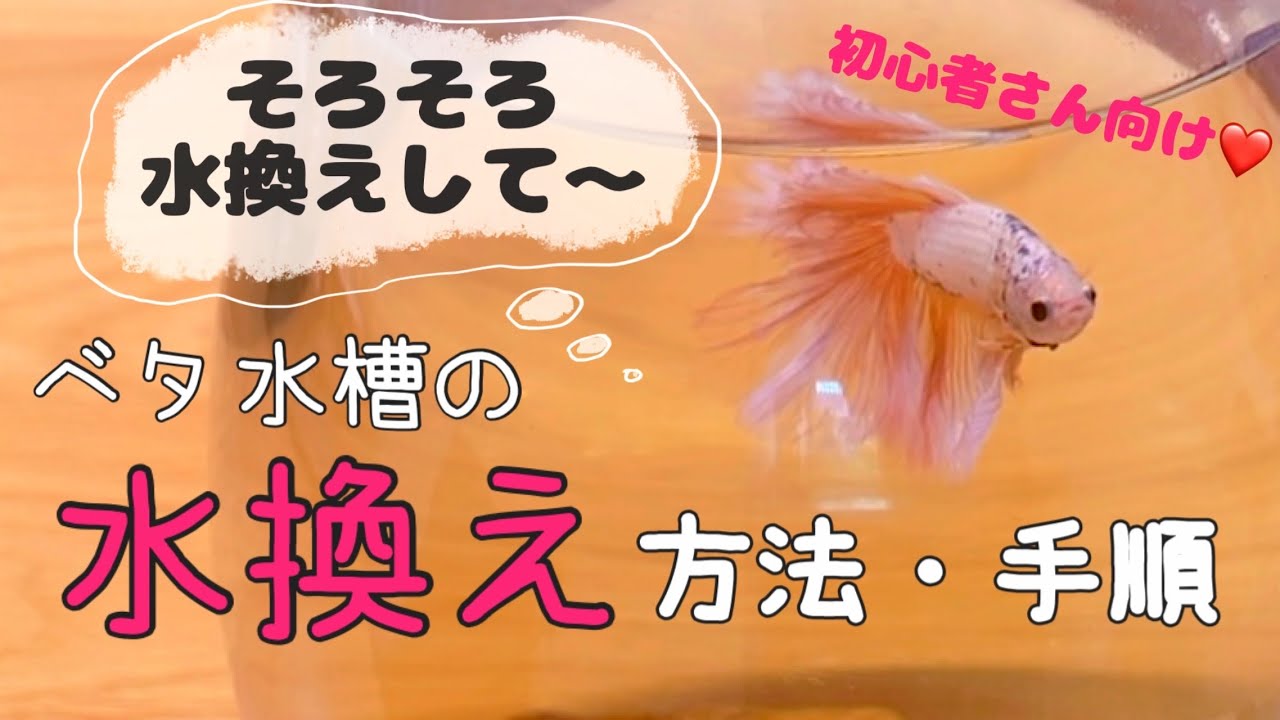 【ベタ飼育】初心者にもわかりやすく解説＆実践  水換え方法・手順 #ベタ  #ベタの飼育 #ベタ水槽 #bettafish