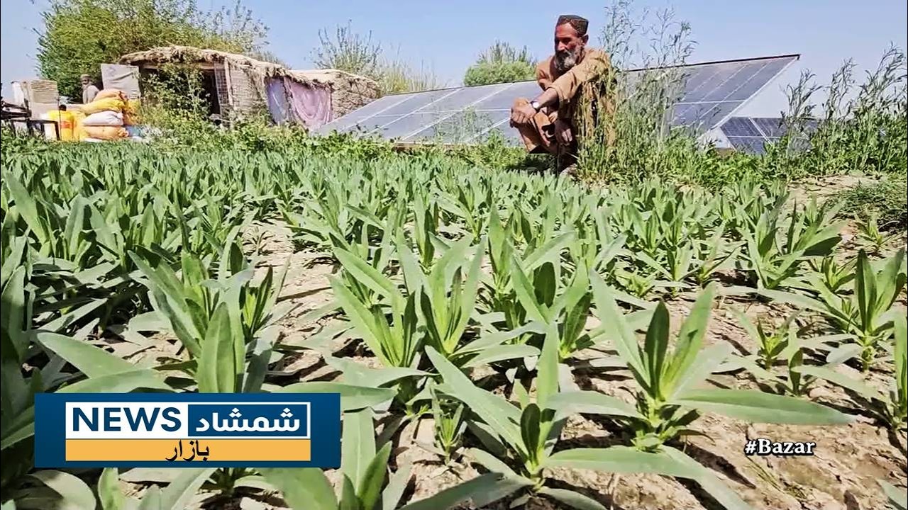 Market -19.03.2026 | بازار - هلمند کې د لومړي ځل لپاره د شین چای کرکېله
