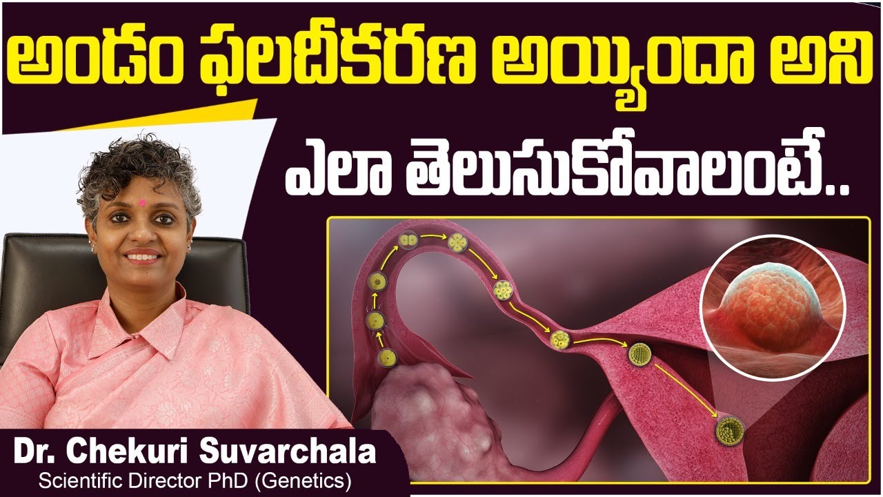 అండం ఫలదీకరణ | How Do You Know If An Egg is Fertilized | Dr Chekuri Suvarchala | Ziva Fertility