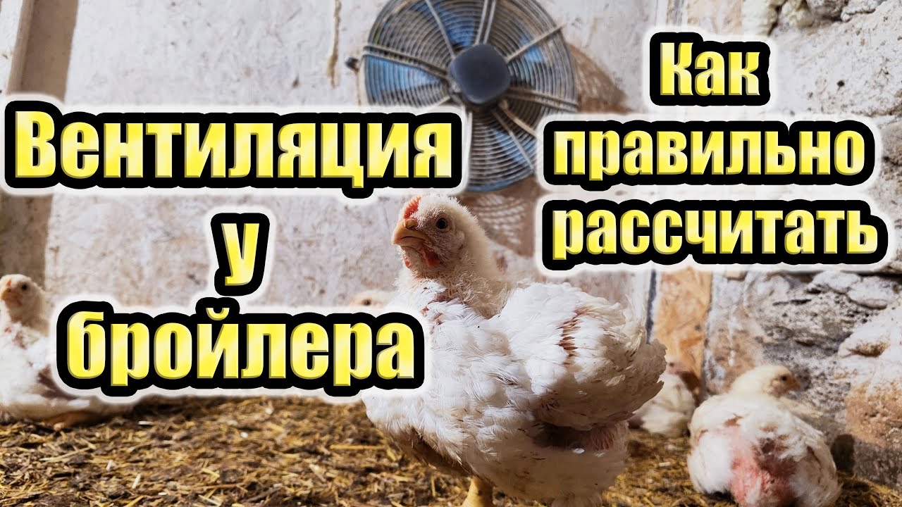 Вентиляция в птичнике