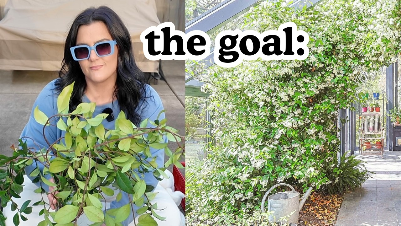 she was way too generous! | propagating star jasmine cuttings & potting up seedlings
