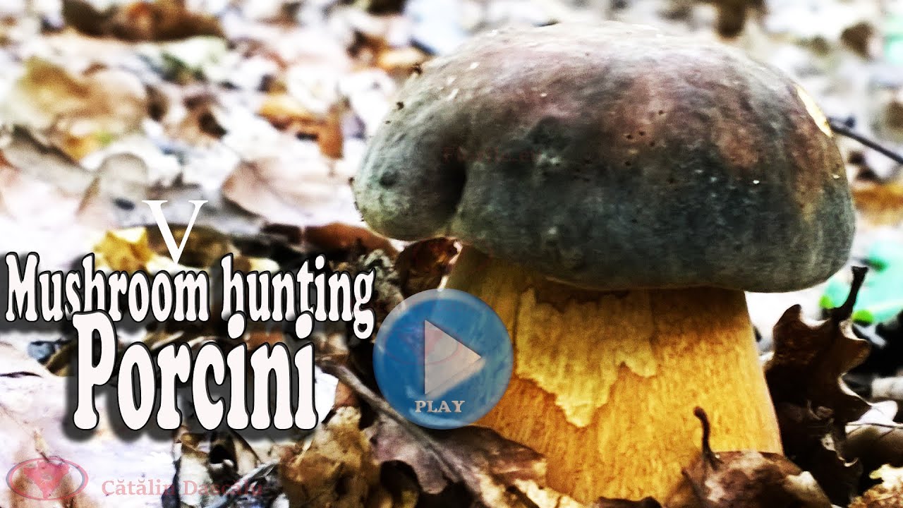 Porcini, penny bun, cep (5) - 2020