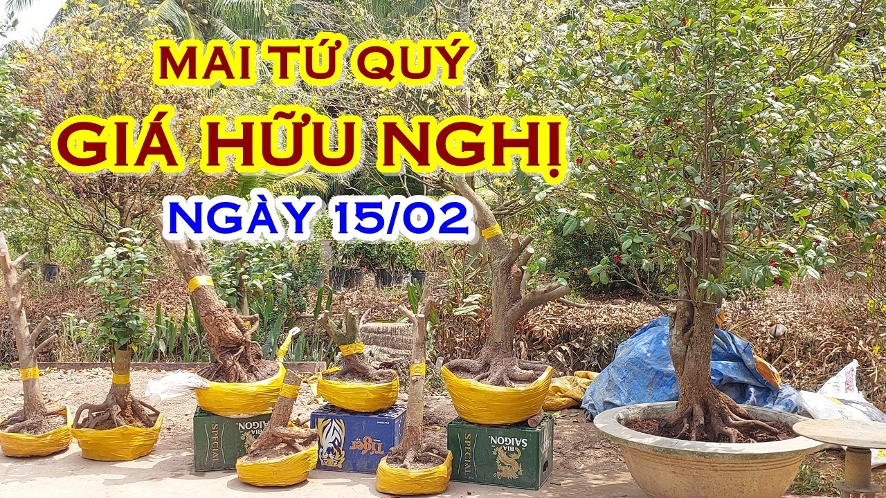 ANH HÙNG 📲 O977O98935 GIÁ TỐT - MAI TỨ QUÝ GIAO LƯU NGÀY 15/02 