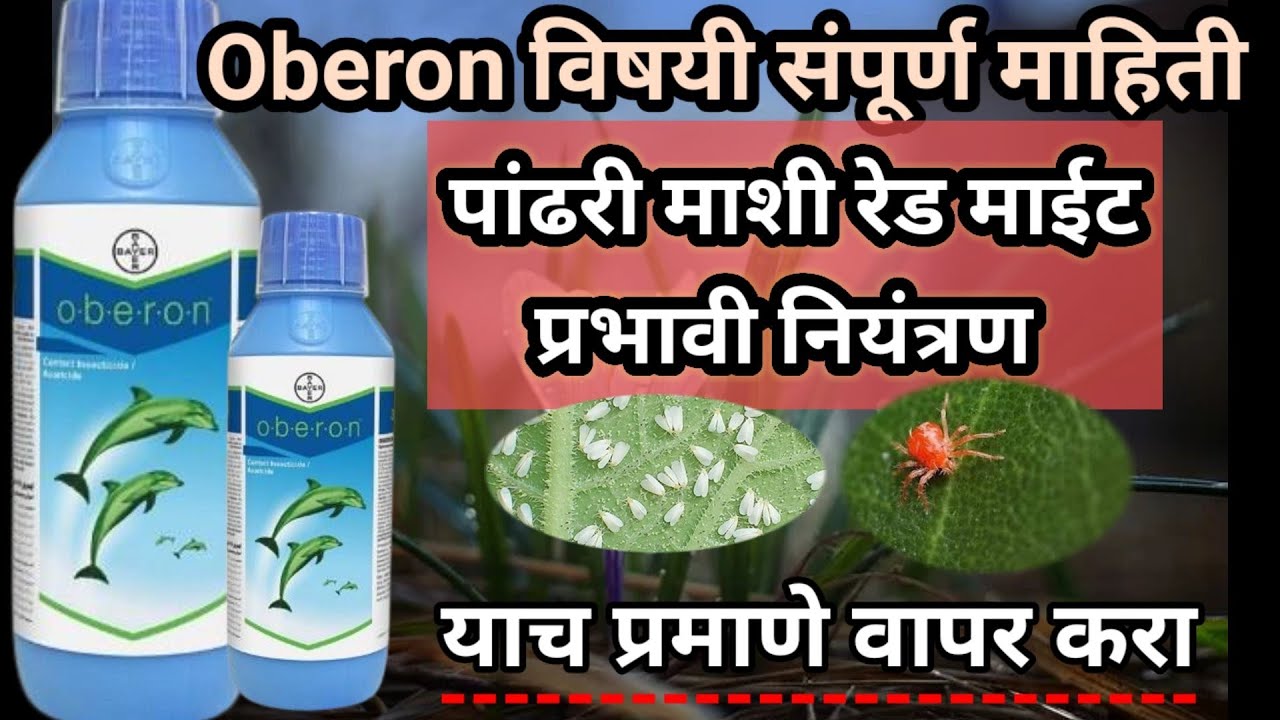 Oberon insecticide|पांढरी माशी नियंत्रण| Bayer insecticide #oberon #bayer@AapliShetiAaplshivarD