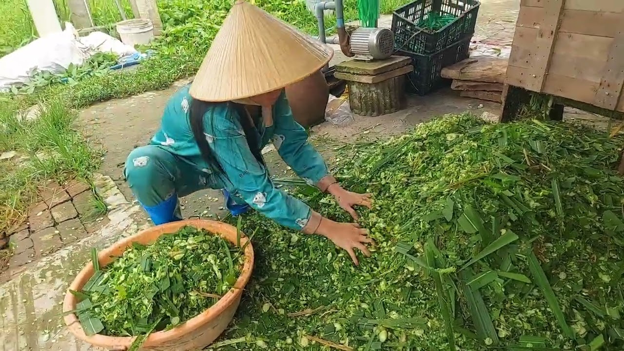 Cô Gái Bỏ Phố Về Vườn Khởi Nghiệp Với Nghề Nuôi Dê / Út Phụng Family / #01
