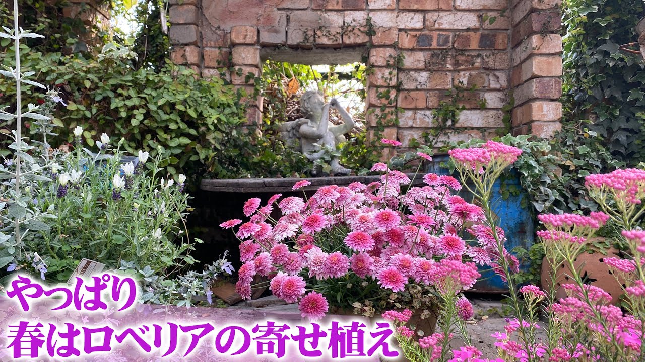 【ガーデンショップ】大阪府堺市『ロベリア』春の寄せ植え作品インサート【園芸店】