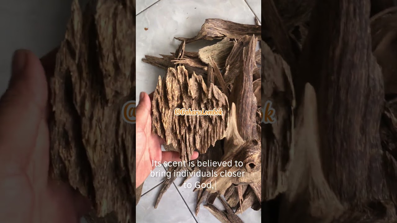 This is how to clean agarwood traditionally #agarwood #oud #oudoil #oudparfum