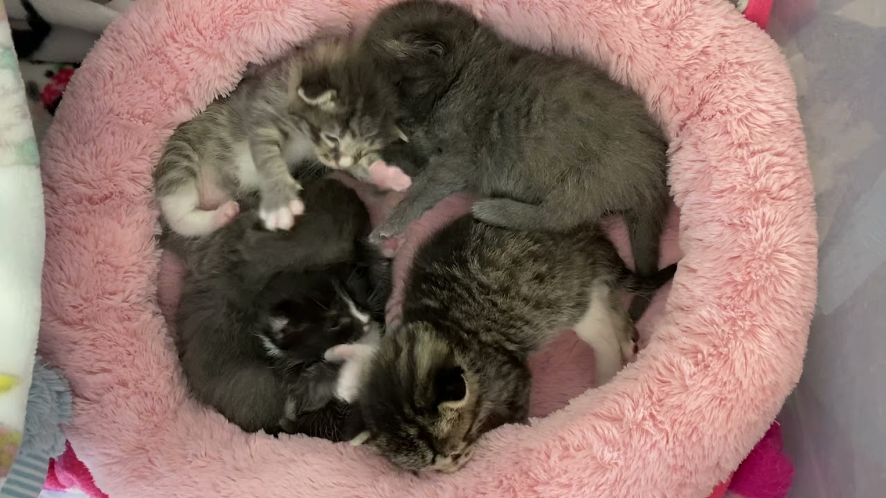 Checking in on our 2 Week Old Bottle Baby Kittens