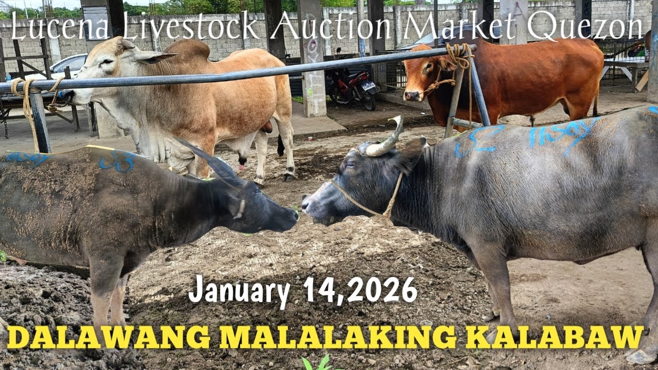 Dumagsa ang Kalabaw at Baka sa Lucena Auction Market Quezon..