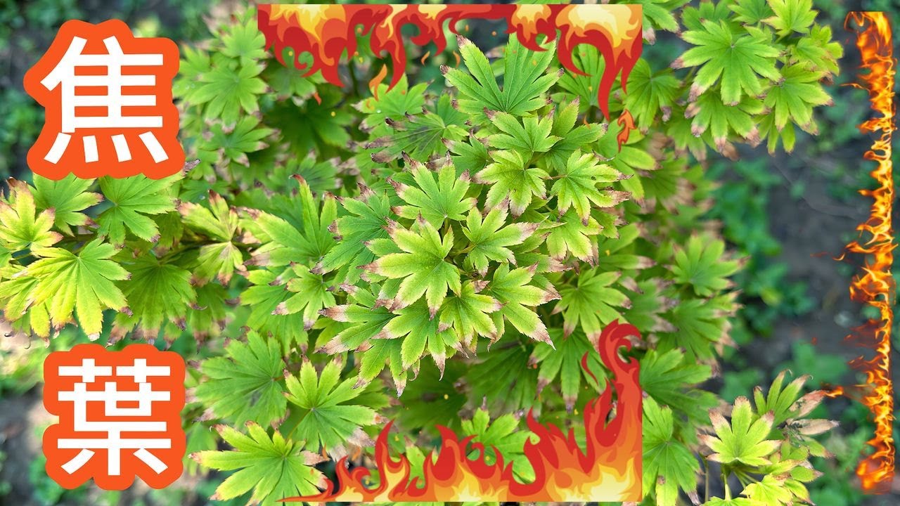 日本楓樹夏天焦葉？日本楓樹陽光耐受度大公開｜9個品種一次看#japanesemaple #日本楓樹 #garden #花樣年華 #plants