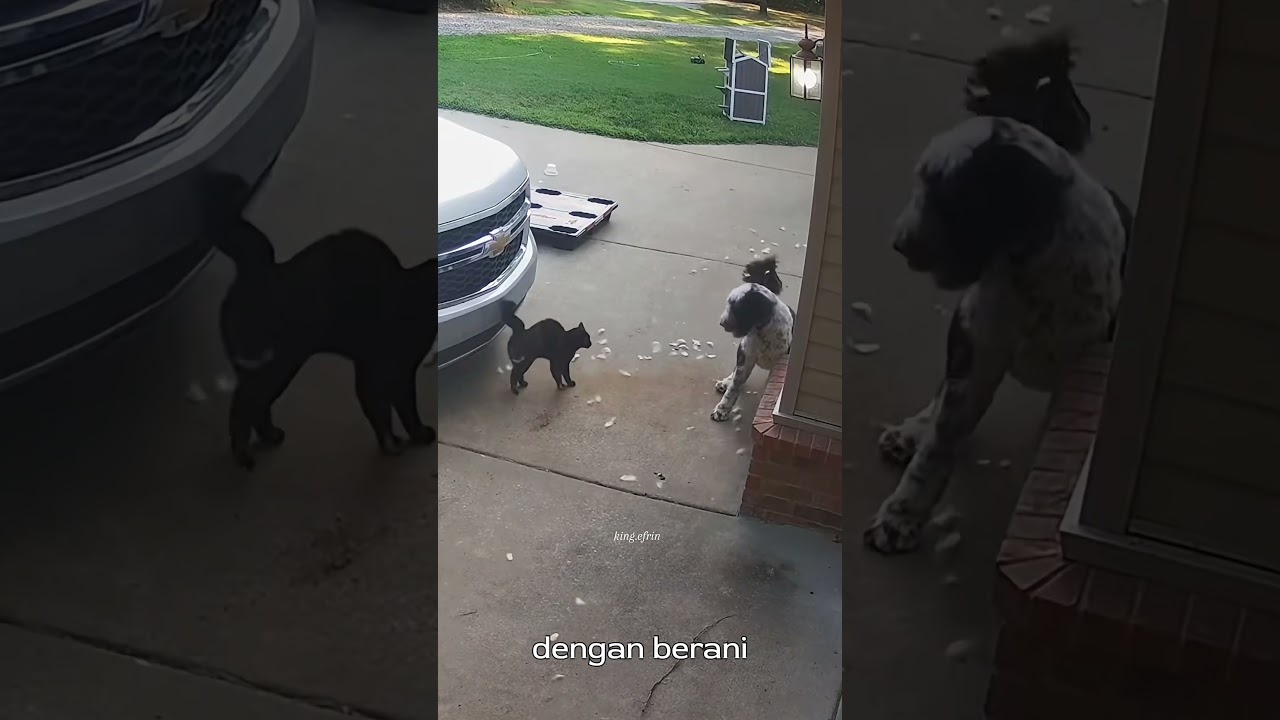 ketika kucing menjadi penyelamat, #fyp #viral