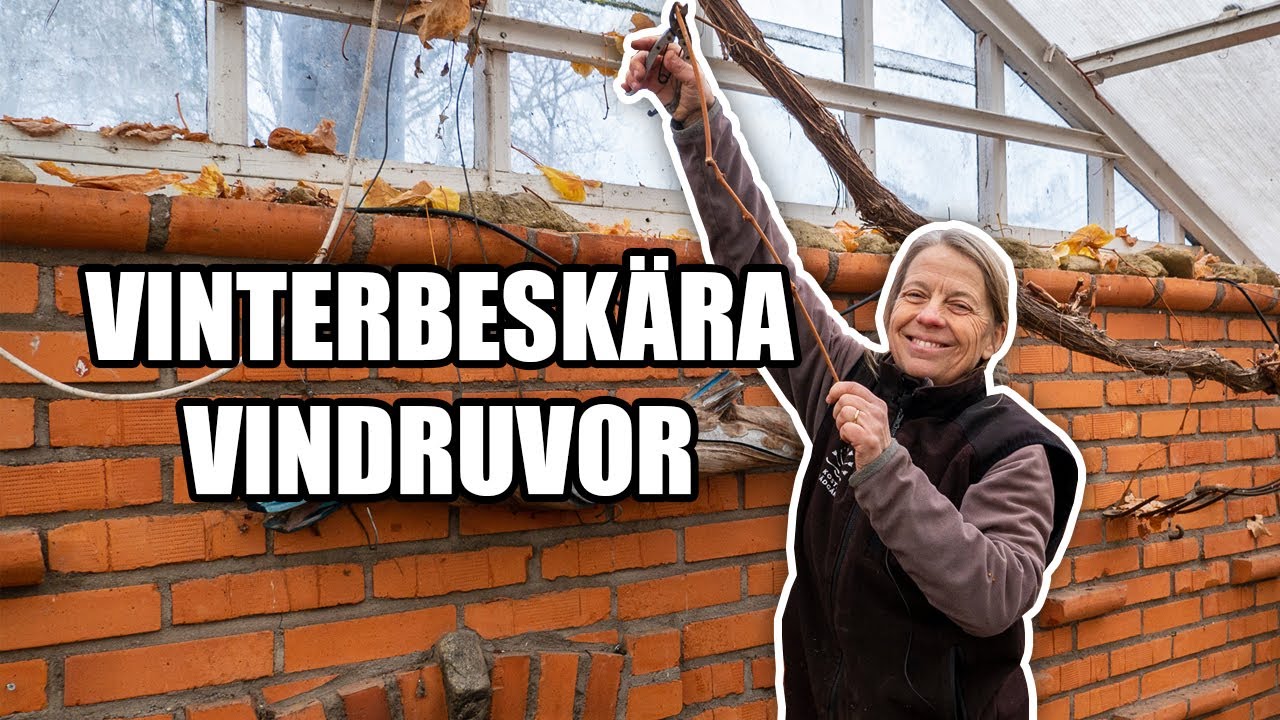 Vinterbeskära vindruvor - Kosters Trädgårdar